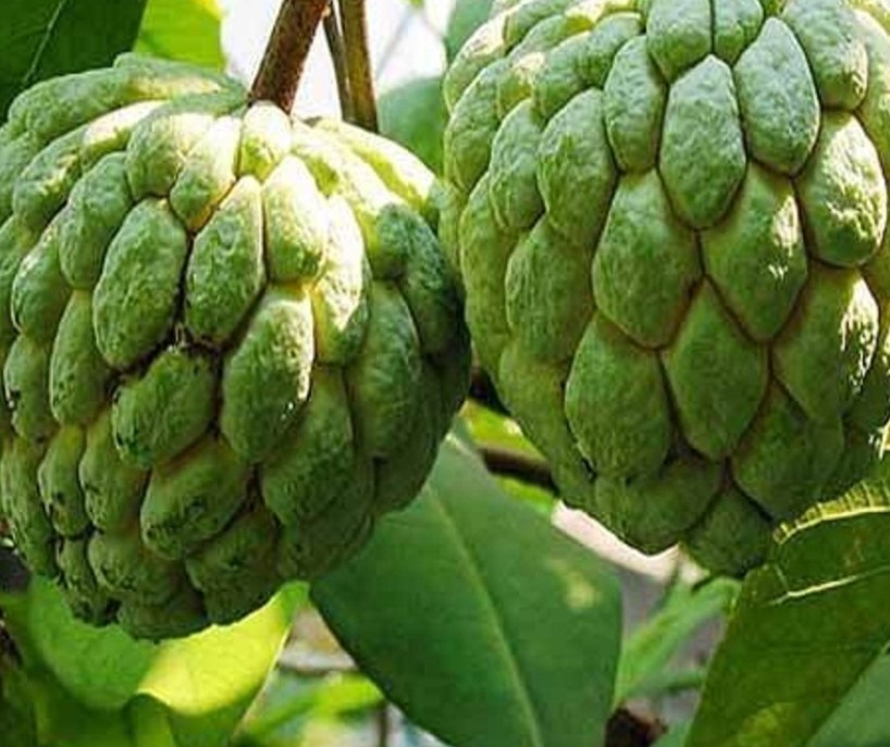 Fresh Custard Apple