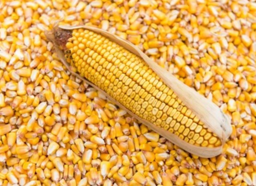 Premium Maize