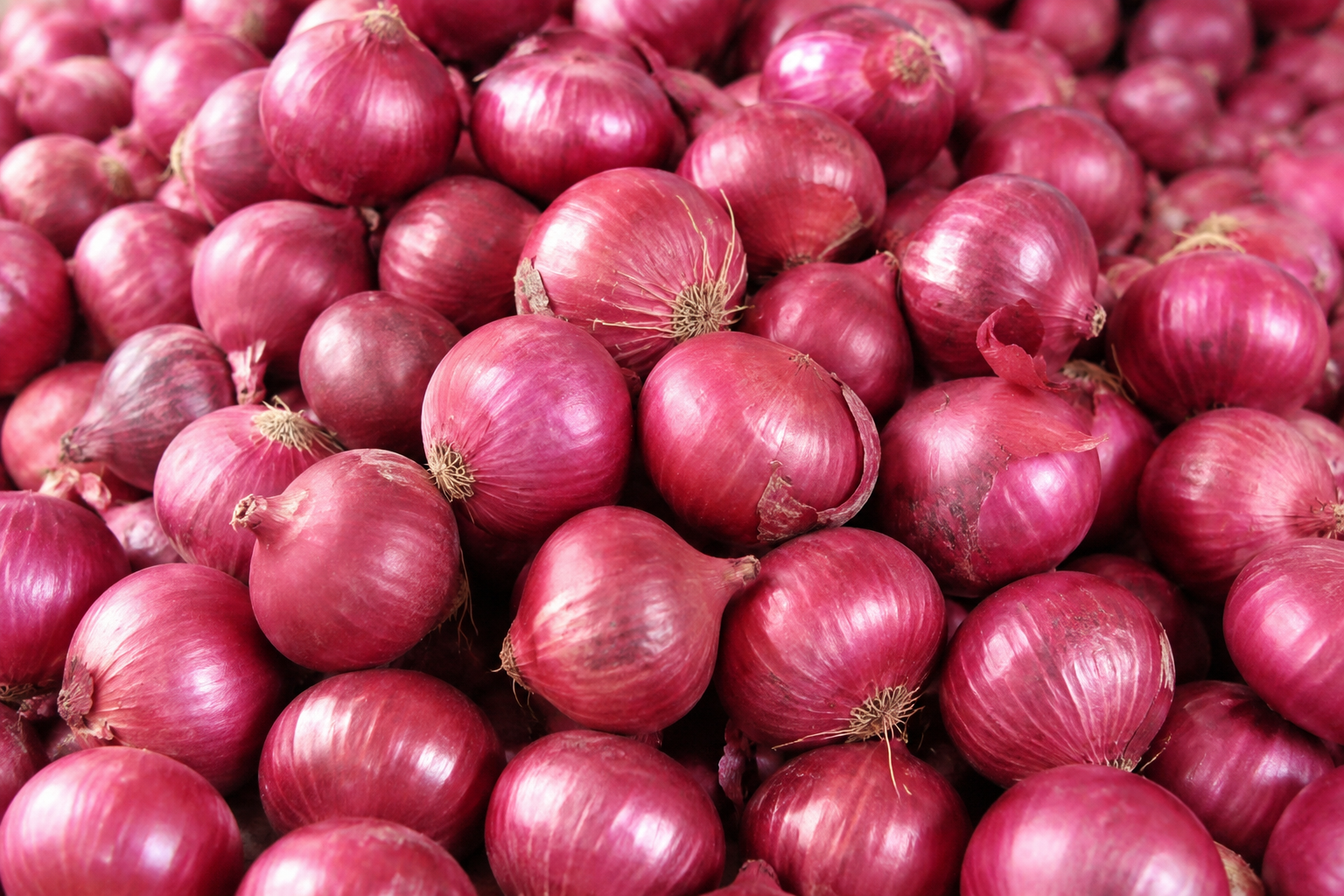 Premium Fresh Onion