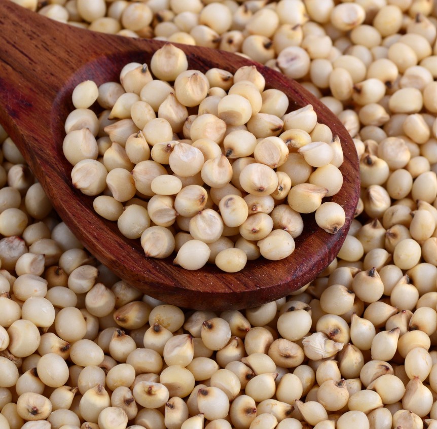 Sorghum (Jowar)