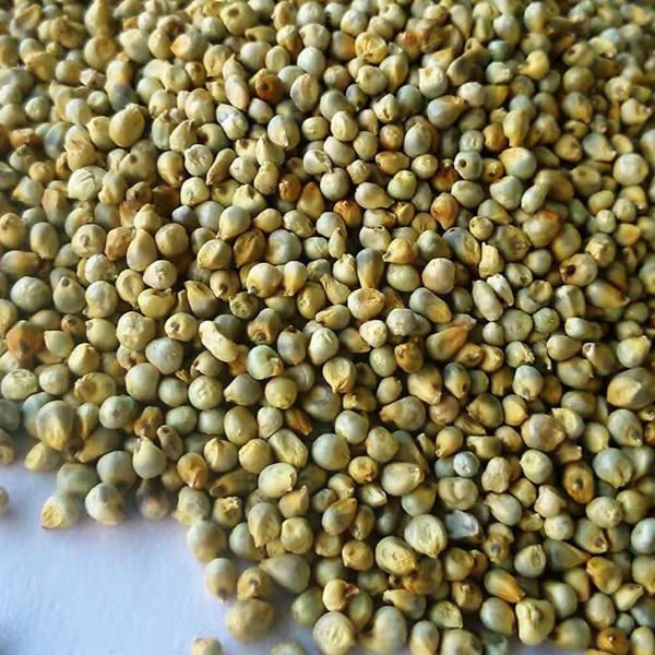 Sorghum