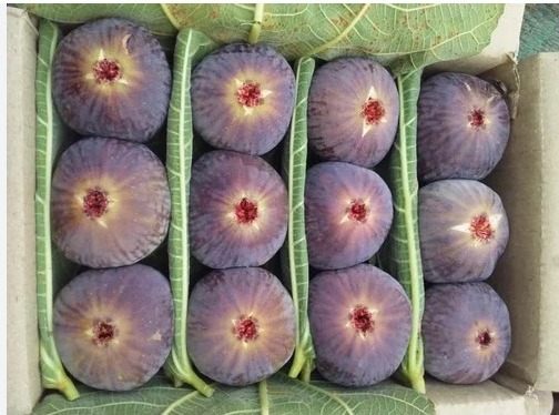 Fresh Fig